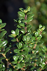 Steeds Japanese Holly (Ilex crenata 'Steeds') at Lakeshore Garden Centres