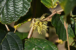Harvest Moon Witchhazel (Hamamelis virginiana 'Harvest Moon') at Lakeshore Garden Centres