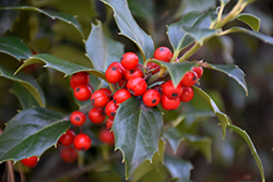 Centennial Dragon Holly (Ilex x meserveae 'Centennial Dragon') at Lakeshore Garden Centres