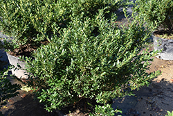Hoogendorn Japanese Holly (Ilex crenata 'Hoogendorn') at Lakeshore Garden Centres