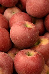 Winesap Apple (Malus 'Winesap') at Lakeshore Garden Centres