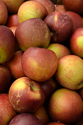 Arkansas Black Apple (Malus 'Arkansas Black') at Lakeshore Garden Centres
