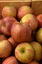 Cameo Apple (Malus 'Cameo') at Lakeshore Garden Centres