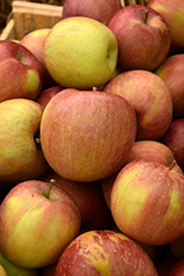 Fuji Apple (Malus 'Fuji') at Lakeshore Garden Centres