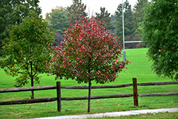 Gum Drop Black Gum (Nyssa sylvatica 'JFS-PN Legacy1') at Lakeshore Garden Centres