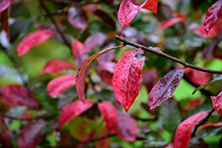 Gum Drop Black Gum (Nyssa sylvatica 'JFS-PN Legacy1') at Lakeshore Garden Centres