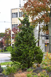 Emerald Sentinel Redcedar (Juniperus virginiana 'Emerald Sentinel') at Lakeshore Garden Centres