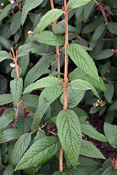 Dart's Duke Lantanaphyllum Viburnum (Viburnum x rhytidophylloides 'Interduke') at Lakeshore Garden Centres