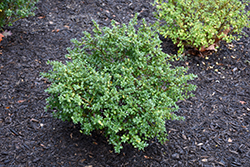 Green Lustre Japanese Holly (Ilex crenata 'Green Lustre') at Lakeshore Garden Centres