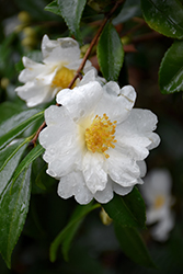Setsugekka Camellia (Camellia sasanqua 'Setsugekka') at Lakeshore Garden Centres