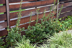 Sasaba False Holly (Osmanthus heterophyllus 'Sasaba') at Lakeshore Garden Centres