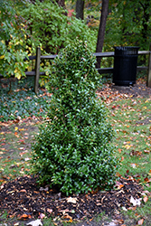 Acadiana Holly (Ilex 'Magiana') at Lakeshore Garden Centres