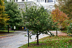 Zydeco Twist Black Gum (Nyssa sylvatica 'Zydeco Twist') at Lakeshore Garden Centres