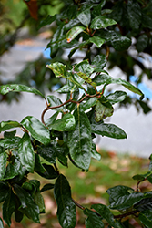 Zydeco Twist Black Gum (Nyssa sylvatica 'Zydeco Twist') at Lakeshore Garden Centres