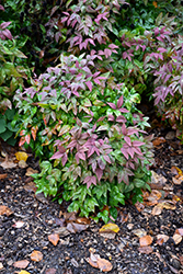 Blush Pink Nandina (Nandina domestica 'AKA') at Lakeshore Garden Centres
