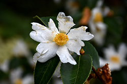 Lu Shan Snow Camellia (Camellia oleifera 'Lu Shan Snow') at Lakeshore Garden Centres