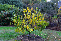 Sunflower Paw Paw (Asimina triloba 'Sunflower') at Lakeshore Garden Centres