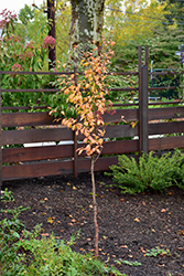 Milk And Honey Japanese Stewartia (Stewartia pseudocamellia 'Milk And Honey') at Lakeshore Garden Centres