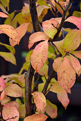 Milk And Honey Japanese Stewartia (Stewartia pseudocamellia 'Milk And Honey') at Lakeshore Garden Centres
