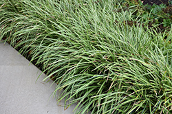 Ice Dance Sedge (Carex morrowii 'Ice Dance') at Peter Knippel Garden Centre