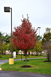 Redpointe Red Maple (Acer rubrum 'Frank Jr.') at Peter Knippel Garden Centre