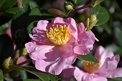 Londontowne Blush Camellia (Camellia 'Londontowne Blush') at Lakeshore Garden Centres