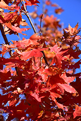 Main Street Purpleblow Maple (Acer truncatum 'Main Street') at Lakeshore Garden Centres