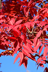 Chinese Pistache (Pistacia chinensis) at Lakeshore Garden Centres