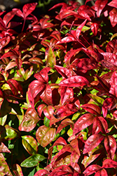 Fire Power Nandina (Nandina domestica 'Fire Power') at Lakeshore Garden Centres