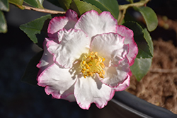 Leslie Ann Camellia (Camellia sasanqua 'Leslie Ann') at Lakeshore Garden Centres