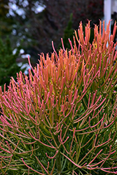 Sticks On Fire Red Pencil Tree (Euphorbia tirucalli 'Sticks On Fire') at Lakeshore Garden Centres