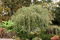 Scarlet Curls Willow (Salix 'Scarlet Curls') at Lakeshore Garden Centres