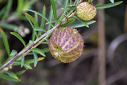 Balloon Plant (Gomphocarpus physocarpus) at Lakeshore Garden Centres