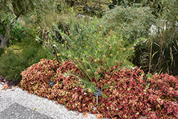 Balloon Plant (Gomphocarpus physocarpus) at Lakeshore Garden Centres
