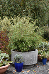 Scabrida Bamboo (Fargesia scabrida) at Lakeshore Garden Centres