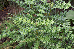 Mountain Thistle (Acanthus montanus) at Lakeshore Garden Centres
