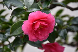 Shishigashira Camellia (Camellia sasanqua 'Shishigashira') at Lakeshore Garden Centres