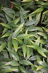 Evergreen Solomon's Seal (Disporopsis pernyi) at Lakeshore Garden Centres