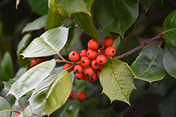 Satyr Hill American Holly (Ilex opaca 'Satyr Hill') at Lakeshore Garden Centres