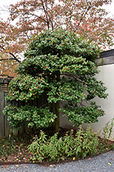 Satyr Hill American Holly (Ilex opaca 'Satyr Hill') at Lakeshore Garden Centres