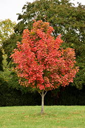 John Pair Sugar Maple (Acer saccharum 'John Pair') at Lakeshore Garden Centres