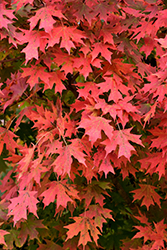 John Pair Sugar Maple (Acer saccharum 'John Pair') at Lakeshore Garden Centres