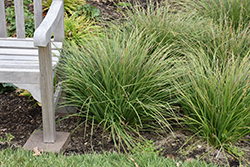 Tufted Sedge (Carex elata) at Lakeshore Garden Centres
