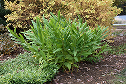 White Butterfly Ginger Lily (Hedychium coronarium) at Lakeshore Garden Centres