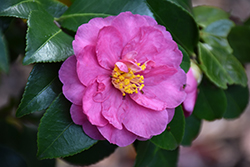 Ashton's Supreme Camellia (Camellia 'Ashton's Supreme') at Lakeshore Garden Centres