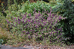 Heavy Berry Japanese Beautyberry (Callicarpa japonica 'Heavy Berry') at Lakeshore Garden Centres