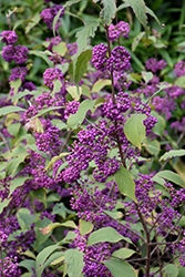 Heavy Berry Japanese Beautyberry (Callicarpa japonica 'Heavy Berry') at Lakeshore Garden Centres