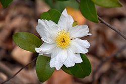 Winter's Star White Camellia (Camellia 'Winter's Star White') at Lakeshore Garden Centres