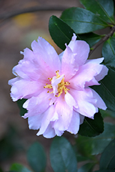 Jean May Camellia (Camellia sasanqua 'Jean May') at Lakeshore Garden Centres