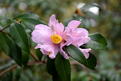 Ashton's Pride Camellia (Camellia 'Ashton's Pride') at Lakeshore Garden Centres